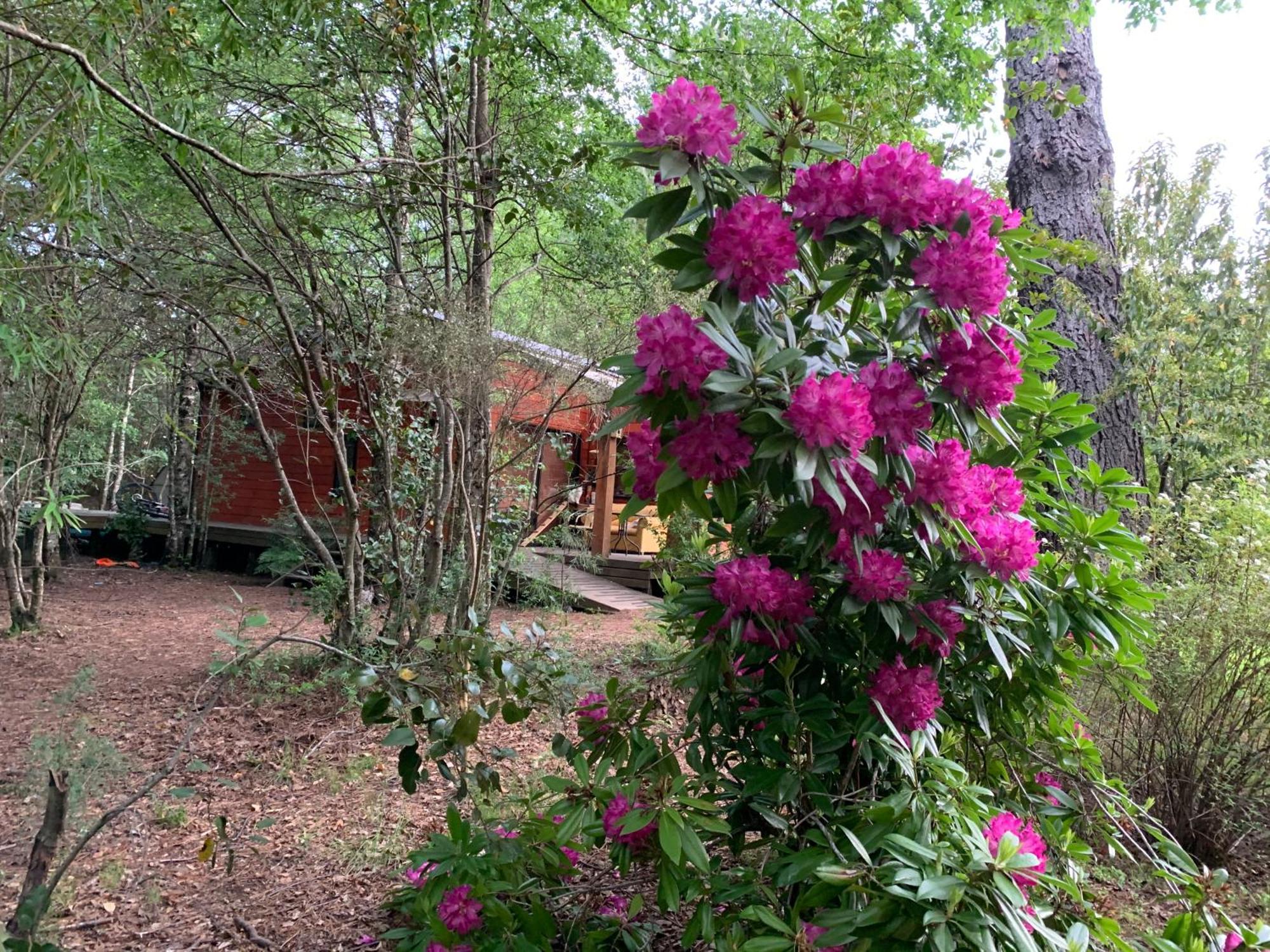 Cabanas Natural Park Lodge Pucon Exterior photo